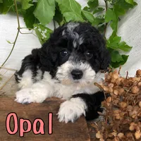 Opal, a female Bichpoo for sale in Byron, MI – 1 of 3