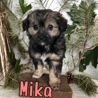 Mika, a female Miniature Aussiedoodle for sale in Byron, MI – 2 of 3