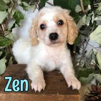 Zen, a female Cavapoo for sale in Byron, MI – 3 of 3