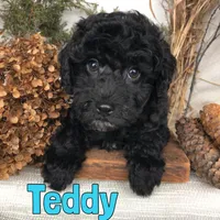 Teddy, a male Poodle - Toy  for sale in Byron, MI – Photo 2 of 3