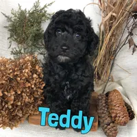 Teddy, a male Poodle - Toy  for sale in Byron, MI – Photo 3 of 3