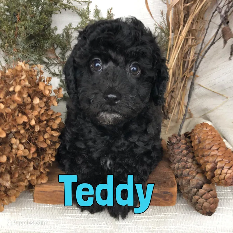Teddy