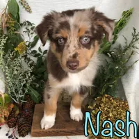 Nash, a male Miniature Australian Shepherd for sale in Byron, MI – 2 of 3