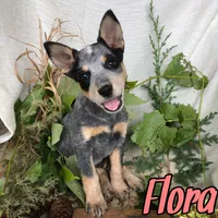 Flora, a female Australian Cattle Dog for sale in Byron, MI – 3 of 3