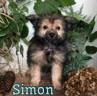 Simon, a male Pomapoo for sale in Byron, MI – 3 of 3