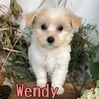 Wendy, a female Shih Tzu and Bichpoo for sale in Byron, MI – 2 of 3