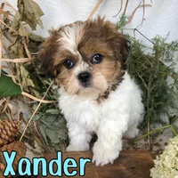 Xander , a male Shih Tzu for sale in Byron, MI – 2 of 3