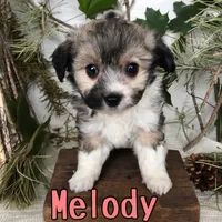 Melody , a female Aussiedoodle for sale in Byron, MI – 2 of 3