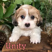 Unity , a female Shih Tzu and Bichpoo for sale in Byron, MI – 3 of 3