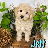 Jett, a male Poodle - Toy  for sale in Byron, MI – 2 of 3
