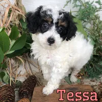 Tessa, a female Poodle - Toy  for sale in Byron, MI – 2 of 3