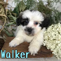 Walker, a male Shih Tzu and Bichpoo for sale in Byron, MI – 3 of 3