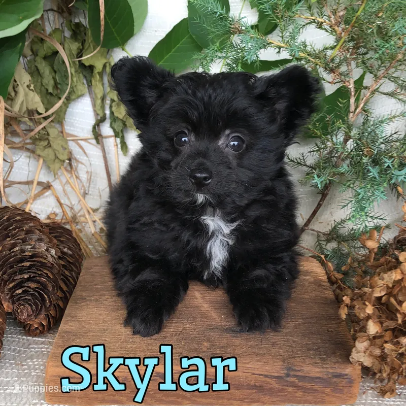 Skylar – Pomapoo puppy for sale in Byron, MI