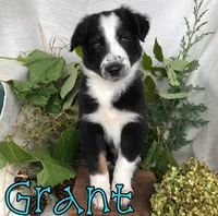 Grant, a male Miniature Australian Shepherd for sale in Byron, MI – 3 of 3