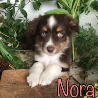 Nora, a female Miniature Australian Shepherd for sale in Byron, MI – 3 of 3