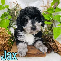 Jax, a male Poodle - Toy  for sale in Byron, MI – 2 of 3