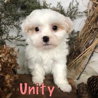 Unity, a male Bichpoo for sale in Byron, MI – Photo 3 of 3