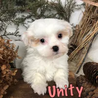 Unity, a male Bichpoo for sale in Byron, MI – Photo 2 of 3