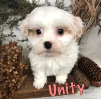 Unity, a male Bichpoo for sale in Byron, MI – Photo 1 of 3