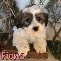 Fiona, a female Bichon Frise and Shihpoo for sale in Byron, MI – Photo 3 of 3