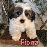 Fiona, a female Bichon Frise and Shihpoo for sale in Byron, MI – Photo 2 of 3
