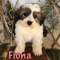 Fiona, a female Bichon Frise and Shihpoo for sale in Byron, MI – Photo 1 of 3