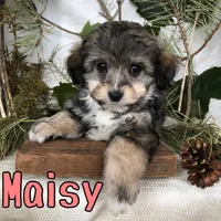 Maisy, a female Miniature Aussiedoodle for sale in Byron, MI – 3 of 3