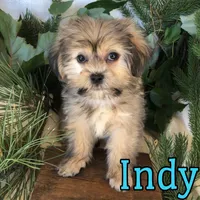 Indy, a male Shihpoo and Mal Shi for sale in Byron, MI – 3 of 3