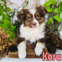 Kora, a female Miniature Australian Shepherd for sale in Byron, MI – 2 of 3