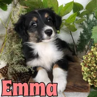 Emma, a female Miniature Australian Shepherd for sale in Byron, MI – 1 of 3