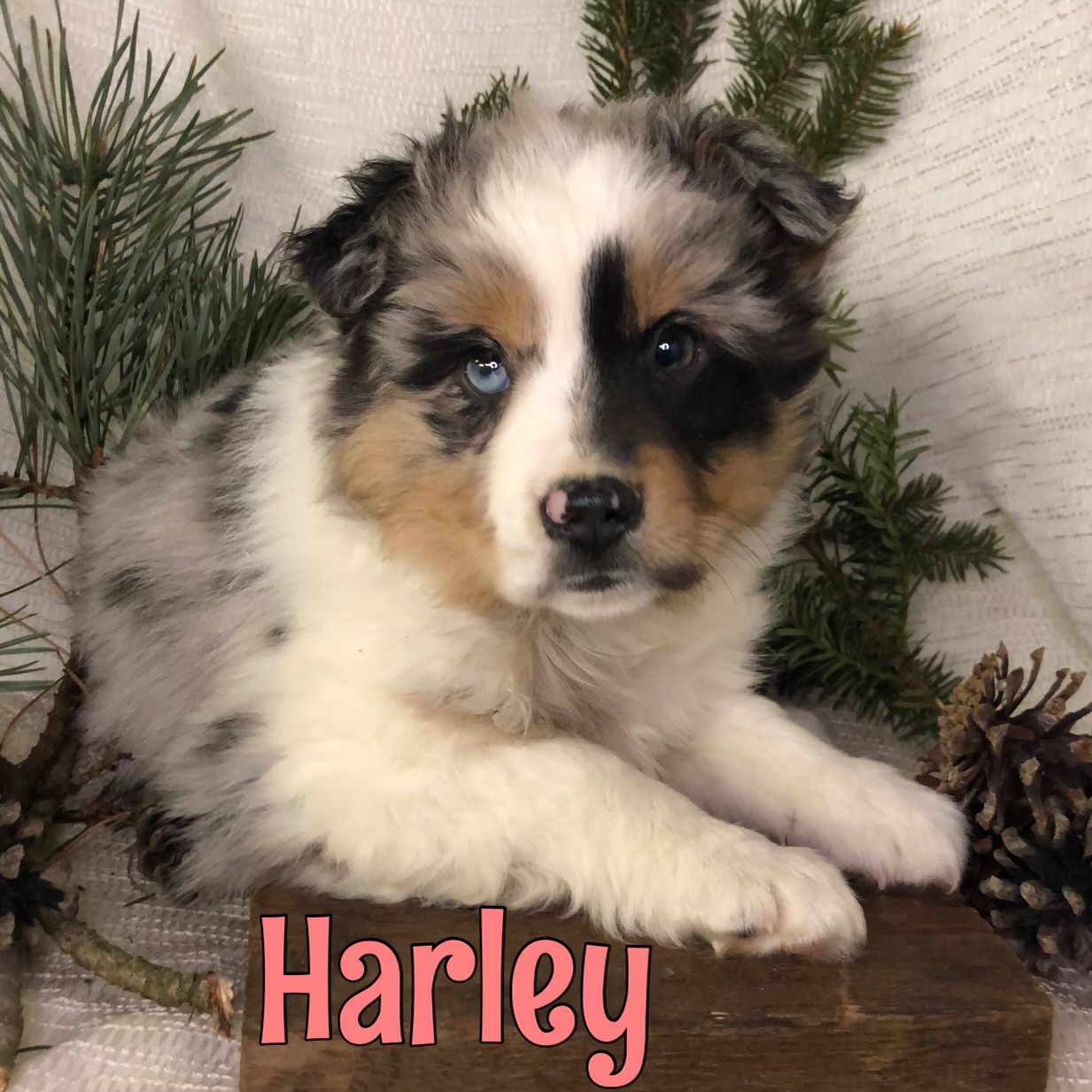 harley-is-a-miniature-australian-shepherd-puppy-for-sale-in-byron-mi
