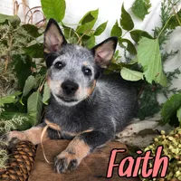 Faith, a female Australian Cattle Dog for sale in Byron, MI – 2 of 3