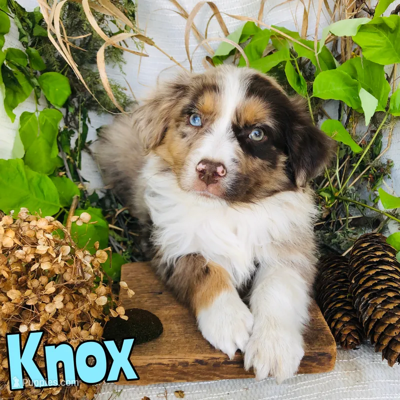 Knox – Miniature Australian Shepherd puppy for sale in Byron, MI