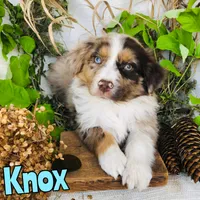 Knox, a male Miniature Australian Shepherd for sale in Byron, MI – 1 of 3