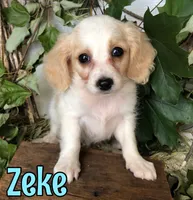 Zeke, a female Cavapoo for sale in Byron, MI – 2 of 3