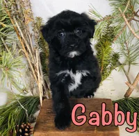 Gabby, a female Yorkshire Terrier and Bichpoo for sale in Byron, MI – Photo 2 of 3