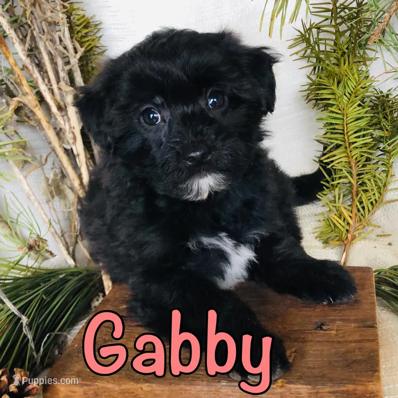 Gabby – Yorkshire Terrier, Bichpoo puppy for sale in Byron, MI