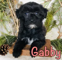Gabby, a female Yorkshire Terrier and Bichpoo for sale in Byron, MI – Photo 3 of 3