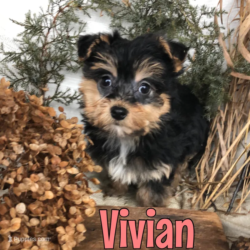 Vivian