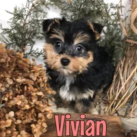 Vivian, a male Yorkipoo for sale in Byron, MI – Photo 1 of 3
