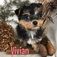 Vivian, a male Yorkipoo for sale in Byron, MI – Photo 3 of 3