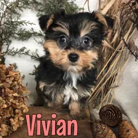 Vivian, a male Yorkipoo for sale in Byron, MI – Photo 2 of 3