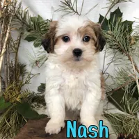 Nash, a male Shihpoo for sale in Byron, MI – 3 of 3