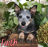 Faith, a female Australian Cattle Dog for sale in Byron, MI – 3 of 3