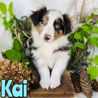 Kai, a male Miniature Australian Shepherd for sale in Byron, MI – 2 of 3