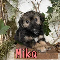Mika, a female Miniature Aussiedoodle for sale in Byron, MI – 1 of 3
