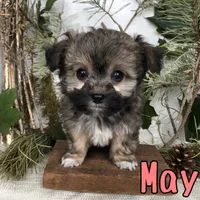 May, a female Miniature Aussiedoodle for sale in Byron, MI – 2 of 3