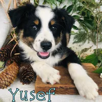 Yusef, a male Miniature Australian Shepherd for sale in Byron, MI – 2 of 3
