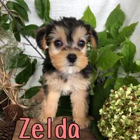 Zelda, a female Yorkshire Terrier and Bichpoo for sale in Byron, MI – 3 of 3