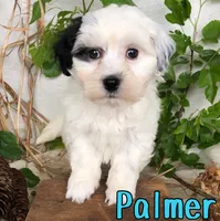 Palmer, a male Shihpoo for sale in Byron, MI – 3 of 3